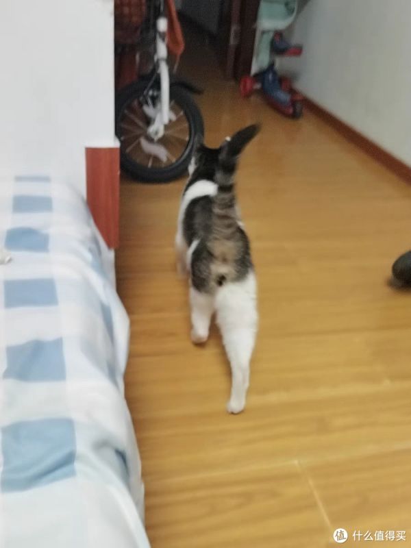 「猫咪」主题猫咪行为解密:原来它们有这么多小心思!