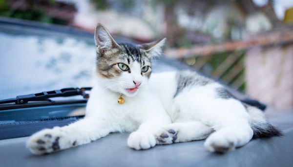 猫猫视频大全萌宠乐园，治愈系的猫主子们的欢乐世界