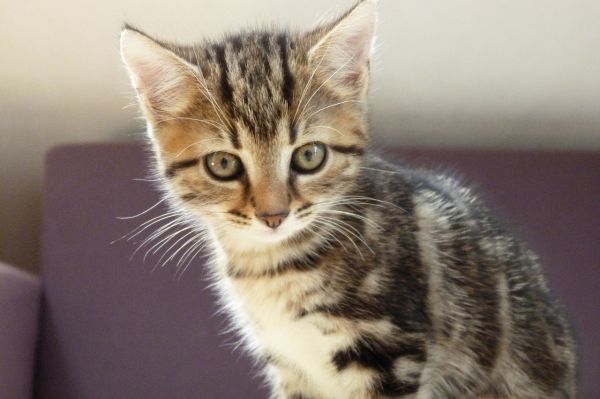 猫猫视频大全萌宠乐园，治愈系的猫主子们的欢乐世界
