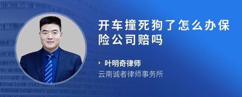 开车撞死狗了怎么办保险公司赔吗