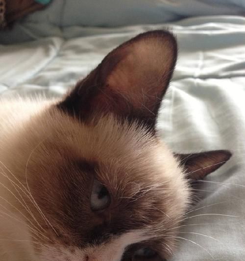 宠物小猫舔主人眼皮的真正含义（探索宠物行为背后的心理学原理）