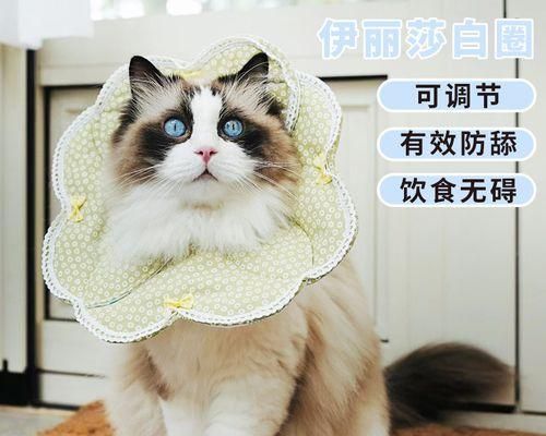 宠物小猫舔主人眼皮的真正含义（探索宠物行为背后的心理学原理）