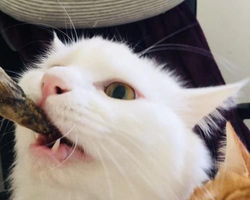 宠物小猫舔主人眼皮的真正含义（探索宠物行为背后的心理学原理）