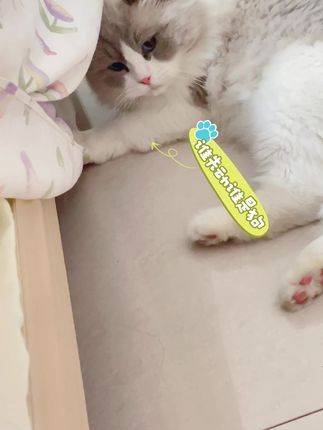有些猫就是手欠欠的#记录猫咪日常 #调皮捣蛋的小家伙 #猫咪的迷惑行为