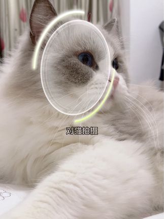 #猫咪的心思都写在脸上了