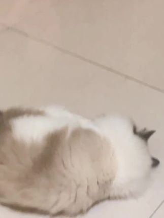 #这小猫谁养谁不迷糊啊