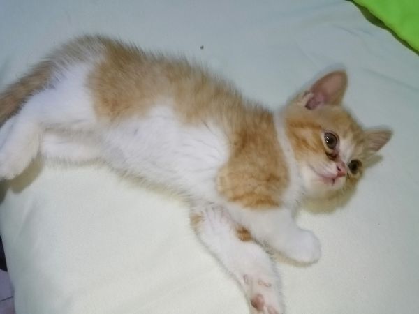 出猫 50一只 自家猫