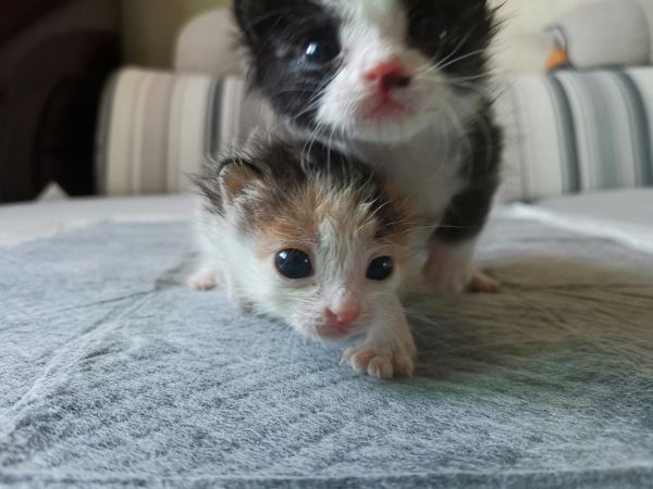 无偿领养小猫咪