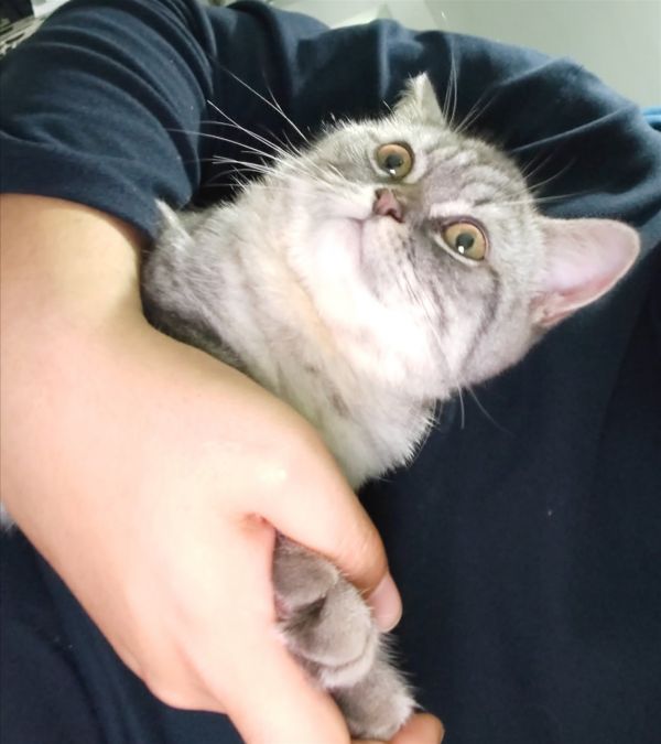 有事没办法养了