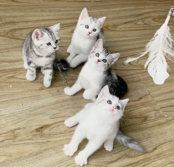 美短猫出售