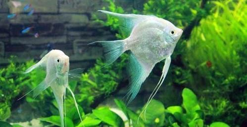 热带鱼饲养（养护技巧、品种选择与水族箱布置，教你打造健康快乐的水族世界）