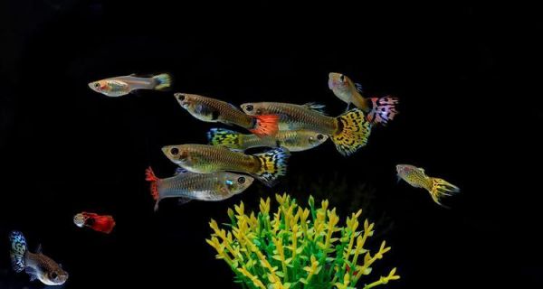 热带鱼饲养（养护技巧、品种选择与水族箱布置，教你打造健康快乐的水族世界）