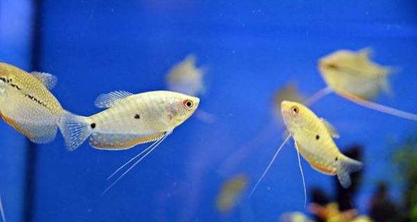 热带鱼饲养（养护技巧、品种选择与水族箱布置，教你打造健康快乐的水族世界）