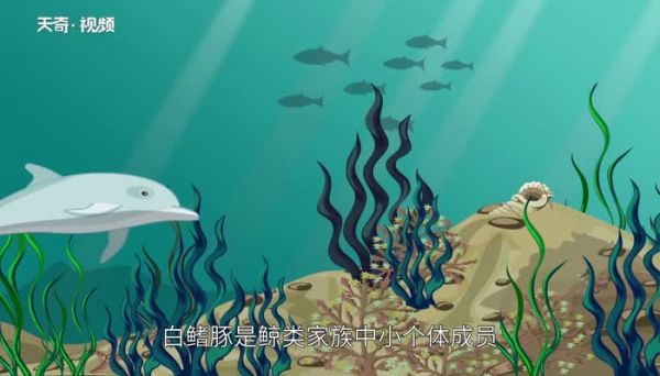 珍稀动物有哪些 珍稀动物大盘点