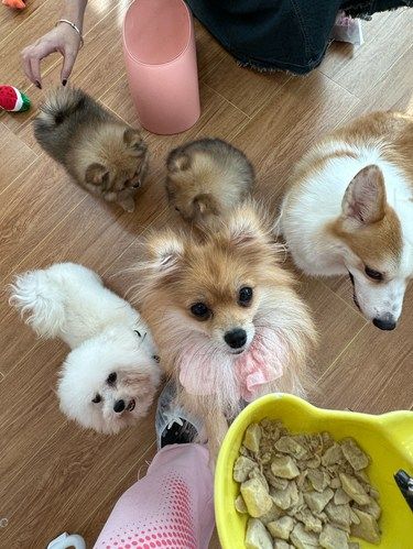 赣州新开的！！小狗快乐屋！！小型犬狗咖