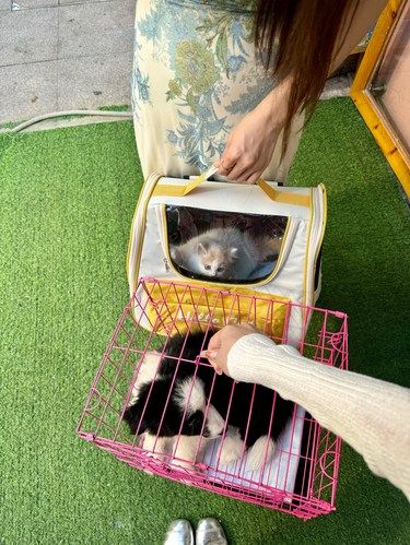啊啊啊！在赣州这家店买了一只哈基米后悔了.