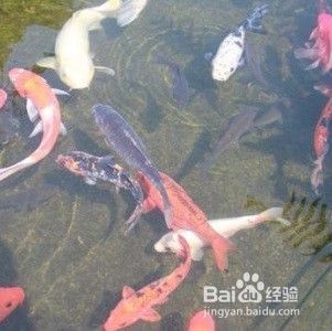 新手养鱼入门教程