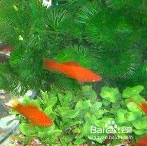 新手养鱼入门教程