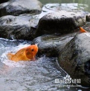 新手养鱼入门教程