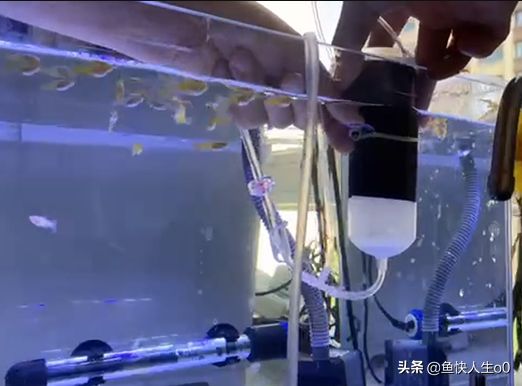 如何自己动手孵化丰年虾，如何收虾及保存，让小鱼吃得新鲜、健康