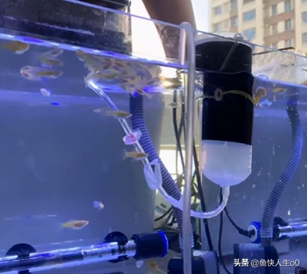 如何自己动手孵化丰年虾，如何收虾及保存，让小鱼吃得新鲜、健康