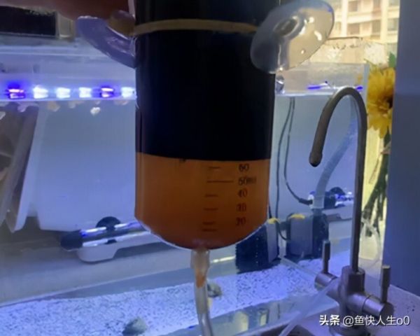 如何自己动手孵化丰年虾，如何收虾及保存，让小鱼吃得新鲜、健康