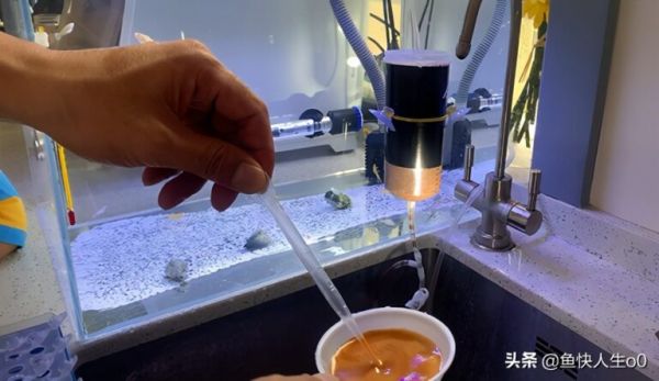 如何自己动手孵化丰年虾，如何收虾及保存，让小鱼吃得新鲜、健康