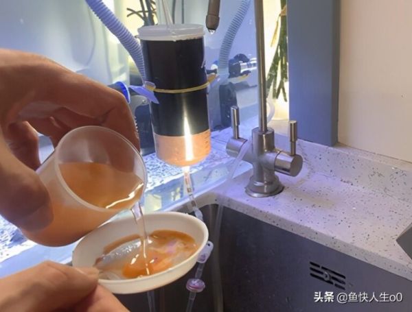 如何自己动手孵化丰年虾，如何收虾及保存，让小鱼吃得新鲜、健康