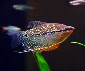 珍珠馬甲魚
