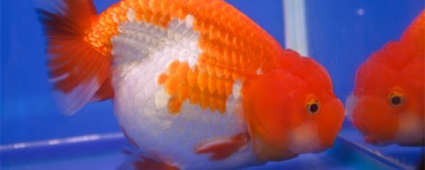 鱼类开缸养水教程