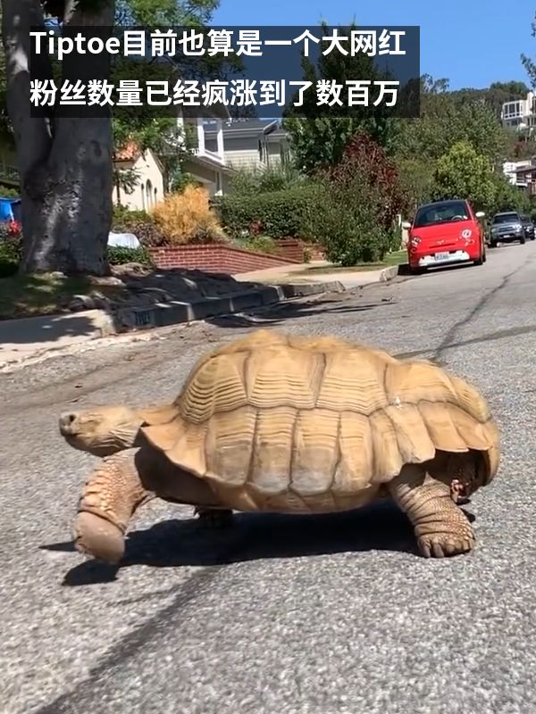 责任编辑:落木