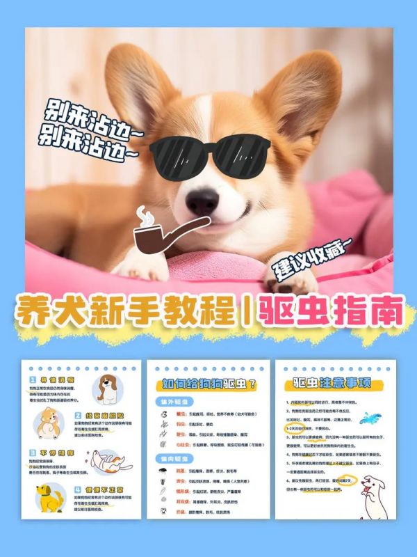 宠物如何驱虫,