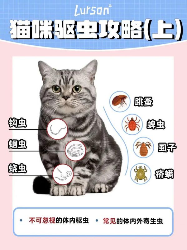 宠物如何驱虫,