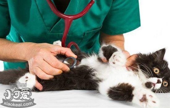 猫咪驱虫怎么做 猫咪驱虫实用手册