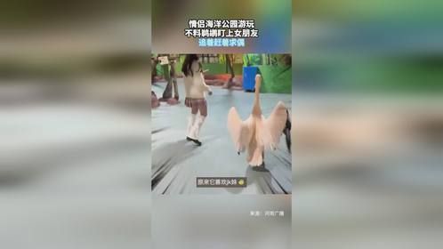 情侣海洋公园游玩，不料鹈鹕盯上女朋友，追着赶着求偶