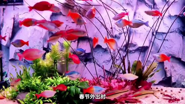 出远门或回家过节,家里的鱼儿怎么办?