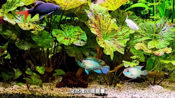出远门或回家过节,家里的鱼儿怎么办?