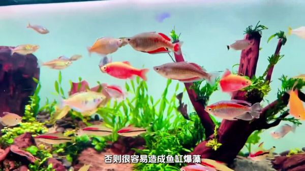 出远门或回家过节,家里的鱼儿怎么办?