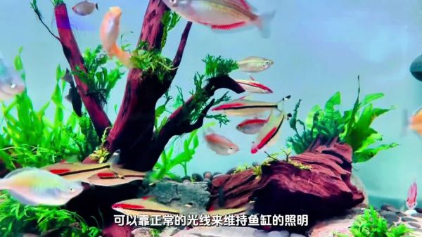 出远门或回家过节,家里的鱼儿怎么办?