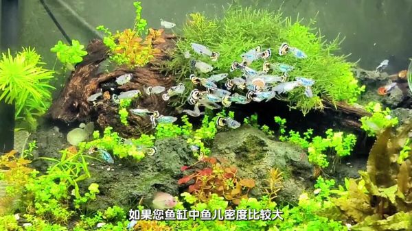 出远门或回家过节,家里的鱼儿怎么办?