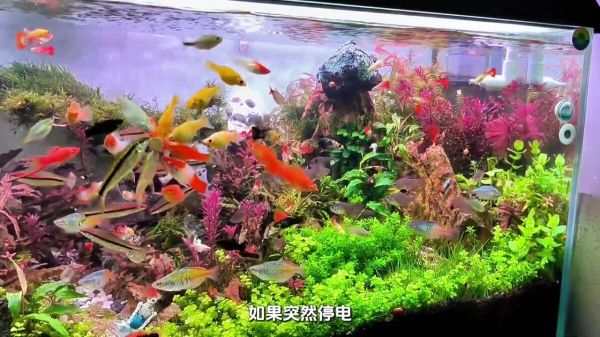 出远门或回家过节,家里的鱼儿怎么办?