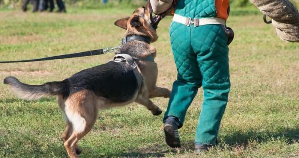 如何训练德国牧羊犬成为优秀宠物（以宠物为主，打造忠诚、听话的德国牧羊犬）