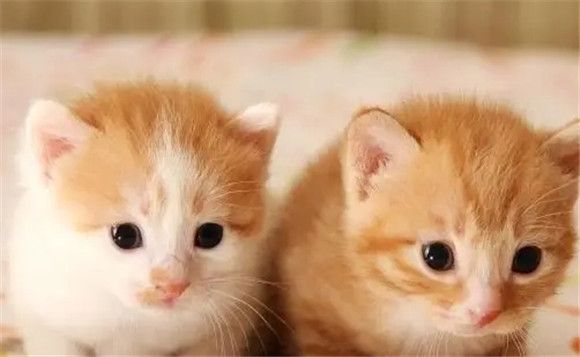 猫咪行为指南：避免这六大雷区，守护主宠情谊