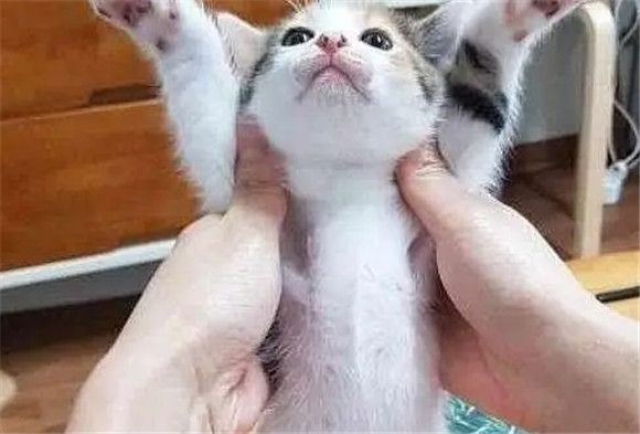 猫咪行为指南：避免这六大雷区，守护主宠情谊