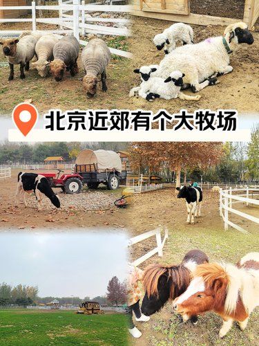 北京五环边上有个大牧场，明年还来玩