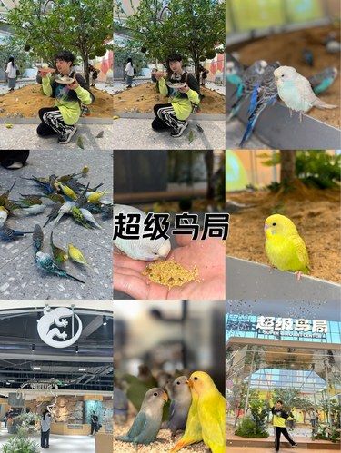 超级鸟局 真有你的！