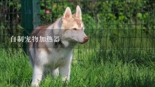 自制宠物加热器