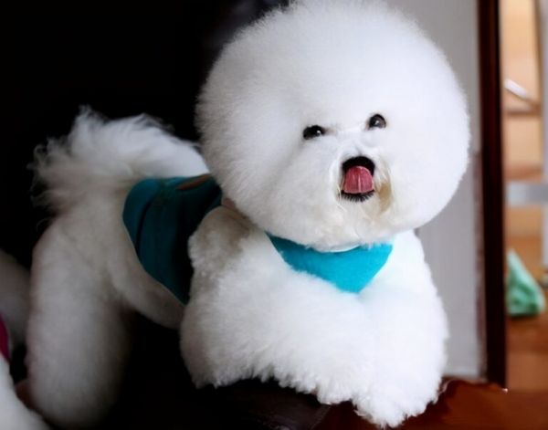 比熊犬狗粮哪个牌子好?比熊犬狗粮推荐