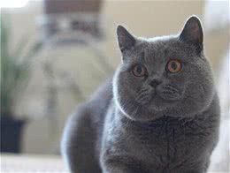 蓝猫太肥了怎么减肥?