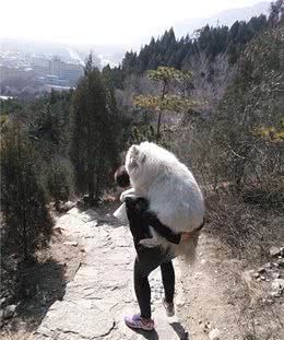 妈妈带狗爬山,回来后趴在沙发上起不来:明明是在考验我